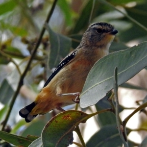 Pardalotus punctatus at Hackett, ACT - 31 Dec 2018 10:26 AM