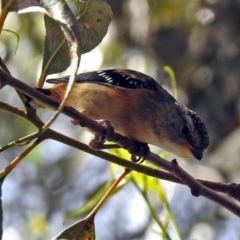 Pardalotus punctatus at Hackett, ACT - 31 Dec 2018 10:26 AM