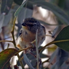 Pardalotus punctatus at Hackett, ACT - 31 Dec 2018 10:26 AM