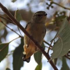 Pardalotus punctatus at Hackett, ACT - 31 Dec 2018 10:26 AM