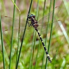 Synthemis eustalacta (Swamp Tigertail) at Acton, ACT - 30 Dec 2018 by RodDeb