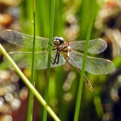 Synthemis eustalacta at Acton, ACT - 31 Dec 2018