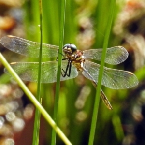 Synthemis eustalacta at Acton, ACT - 31 Dec 2018