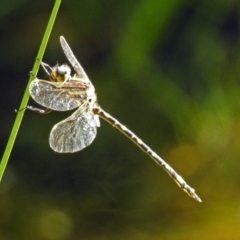 Synthemis eustalacta at Acton, ACT - 31 Dec 2018