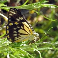 Belenois java (Caper White) at Acton, ACT - 30 Dec 2018 by RodDeb