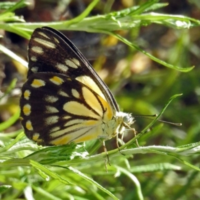 Belenois java (Caper White) at Acton, ACT - 30 Dec 2018 by RodDeb