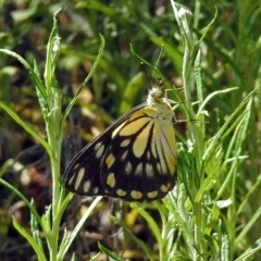 Belenois java at Acton, ACT - 31 Dec 2018