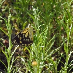 Belenois java at Acton, ACT - 31 Dec 2018