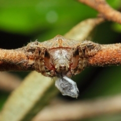 Dolophones sp. (genus) (Wrap-around spider) at ANBG - 30 Dec 2018 by TimL