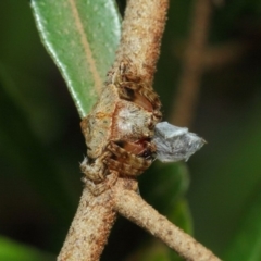 Dolophones sp. (genus) at Acton, ACT - 30 Dec 2018