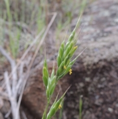Bromus hordeaceus (A Soft Brome) at Tuggeranong DC, ACT - 1 Nov 2018 by MichaelBedingfield