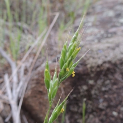 Bromus hordeaceus (A Soft Brome) at Bullen Range - 1 Nov 2018 by michaelb