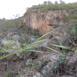 Bromus diandrus at Tuggeranong DC, ACT - 1 Nov 2018