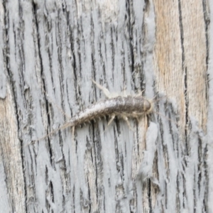 Ctenolepisma longicaudatum at Michelago, NSW - 26 Dec 2018 06:13 AM