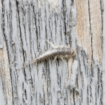 Ctenolepisma longicaudatum (Silverfish) at Michelago, NSW - 26 Dec 2018 by Illilanga