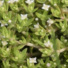 Crassula helmsii (Swamp Stonecrop) at Illilanga & Baroona - 30 Dec 2018 by Illilanga