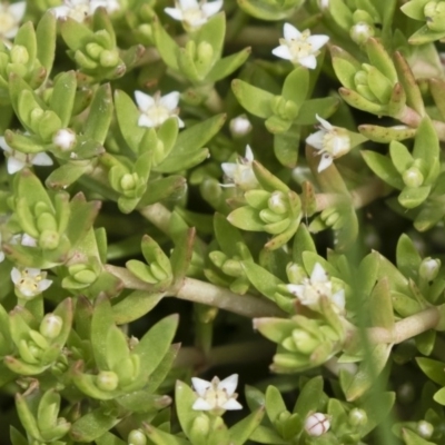 Crassula helmsii (Swamp Stonecrop) at Michelago, NSW - 30 Dec 2018 by Illilanga