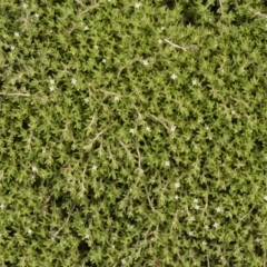 Crassula helmsii at Illilanga & Baroona - 31 Dec 2018