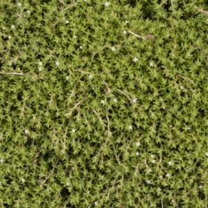 Crassula helmsii at Illilanga & Baroona - 31 Dec 2018