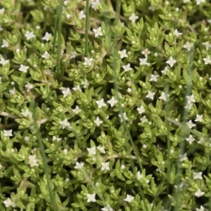 Crassula helmsii at Illilanga & Baroona - 31 Dec 2018 09:15 AM