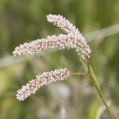 Persicaria lapathifolia (Pale Knotweed) at Michelago, NSW - 30 Dec 2018 by Illilanga