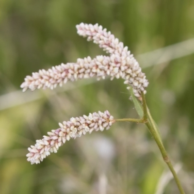 Persicaria lapathifolia (Pale Knotweed) at Michelago, NSW - 31 Dec 2018 by Illilanga