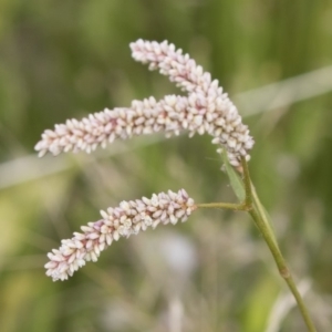 Persicaria lapathifolia at Michelago, NSW - 31 Dec 2018