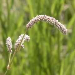 Persicaria lapathifolia at Michelago, NSW - 31 Dec 2018