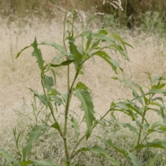 Persicaria lapathifolia at Michelago, NSW - 31 Dec 2018