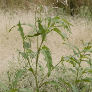 Persicaria lapathifolia at Michelago, NSW - 31 Dec 2018