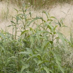 Persicaria lapathifolia at Michelago, NSW - 31 Dec 2018