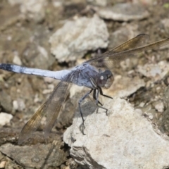 Orthetrum caledonicum (Blue Skimmer) at Michelago, NSW - 31 Dec 2018 by Illilanga