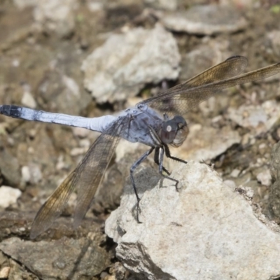 Orthetrum caledonicum (Blue Skimmer) at Illilanga & Baroona - 30 Dec 2018 by Illilanga