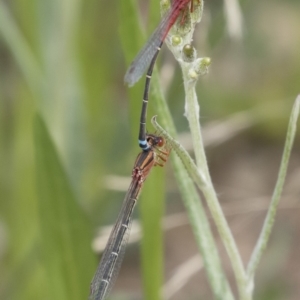 Xanthagrion erythroneurum at Michelago, NSW - 31 Dec 2018