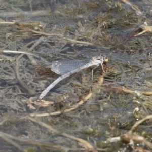 Ischnura heterosticta at Michelago, NSW - 31 Dec 2018 09:03 AM