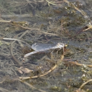 Ischnura heterosticta at Michelago, NSW - 31 Dec 2018 09:03 AM