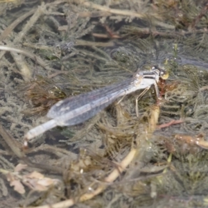 Ischnura heterosticta at Michelago, NSW - 31 Dec 2018 09:03 AM