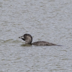 Biziura lobata at Michelago, NSW - 31 Dec 2018