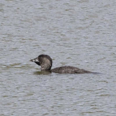 Biziura lobata (Musk Duck) at Illilanga & Baroona - 30 Dec 2018 by Illilanga