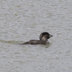 Biziura lobata at Michelago, NSW - 31 Dec 2018