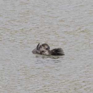 Biziura lobata at Michelago, NSW - 31 Dec 2018 08:40 AM