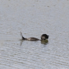 Biziura lobata at Michelago, NSW - 31 Dec 2018 08:40 AM