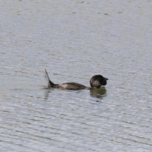 Biziura lobata at Michelago, NSW - 31 Dec 2018 08:40 AM