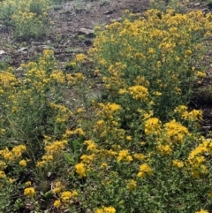 Hypericum perforatum (St John's Wort) at Campbell, ACT - 1 Jan 2019 by aamaras