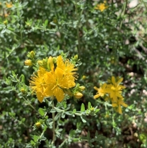 Hypericum perforatum at Campbell, ACT - 1 Jan 2019