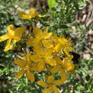 Hypericum perforatum at Campbell, ACT - 1 Jan 2019 09:20 AM