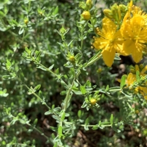 Hypericum perforatum at Campbell, ACT - 1 Jan 2019 09:20 AM