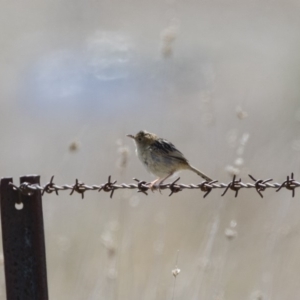 Cisticola exilis at Michelago, NSW - 6 Oct 2018 11:37 AM