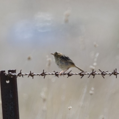 Cisticola exilis (Golden-headed Cisticola) at Michelago, NSW - 6 Oct 2018 by Illilanga