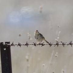 Cisticola exilis at Michelago, NSW - 6 Oct 2018 11:37 AM